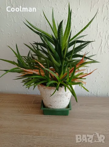 Сукуленти Алое, снимка 6 - Стайни растения - 49410213