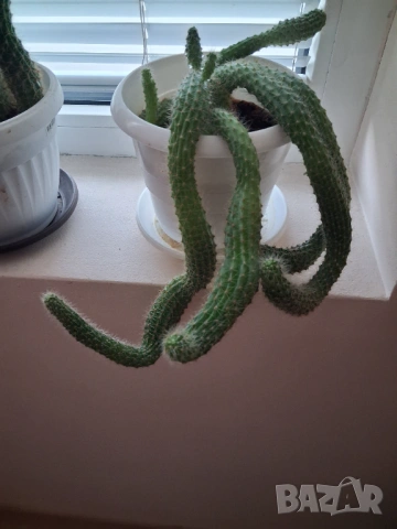 Кактус - две саксии, снимка 5 - Стайни растения - 52295804