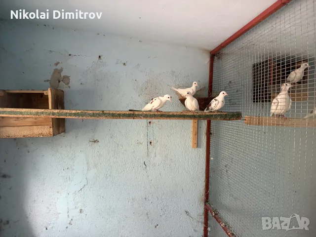 Корели и други птици, снимка 5 - Папагали - 55919953