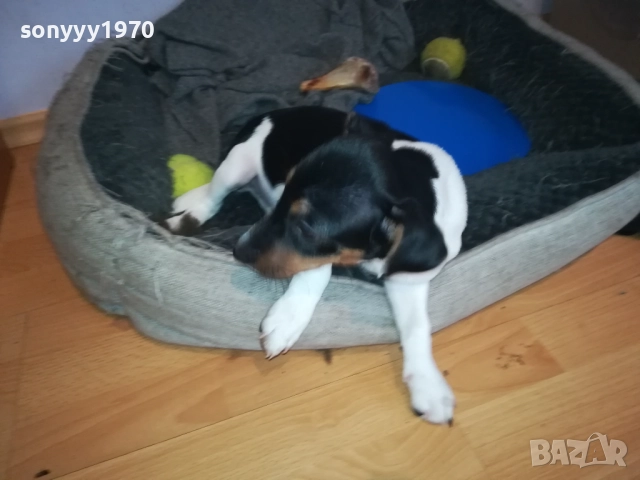 ДЖАК РЪСЕЛ 1011250842, снимка 3 - Джак ръсел териер - 52358129