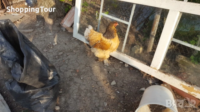 Брами ,яйца ,пилета и големите, снимка 6 - Кокошки и пуйки - 54263198