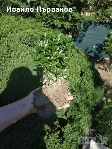 Чемшир, снимка 3 - Градински цветя и растения - 29283144