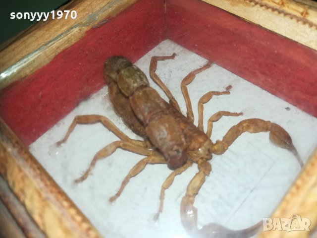скорпион-внос france 1910201740, снимка 12 - Колекции - 30478693