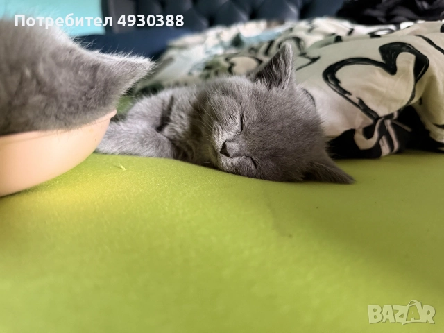 Британски късокосмести котета , снимка 5 - Британска късокосместа - 55969992