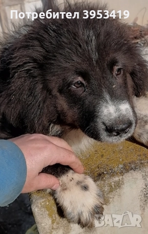 каракачански кученца със доказан произход, снимка 12 - Каракачанска овчарка - 52579680