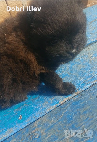 Продава се мини Померан, снимка 2 - Померан - 53924161