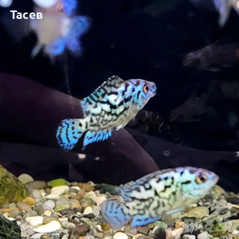 Джак демпси електрик блу 5см