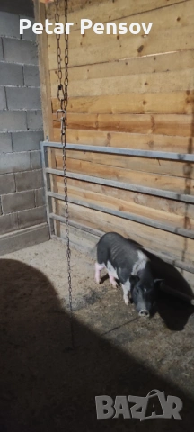 Виетнамски нерез, снимка 3 - Прасета - 53341275