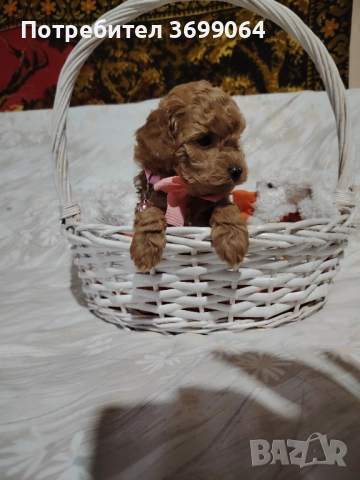 Мини пудел, снимка 3 - Пудели - 52664857