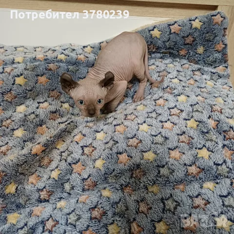 Котенца канадски сфинкс и елф, снимка 4 - Сфинксове - 56297634