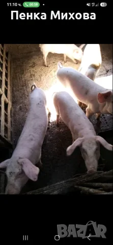 Продавам прасенца, снимка 3 - Прасета - 56097565