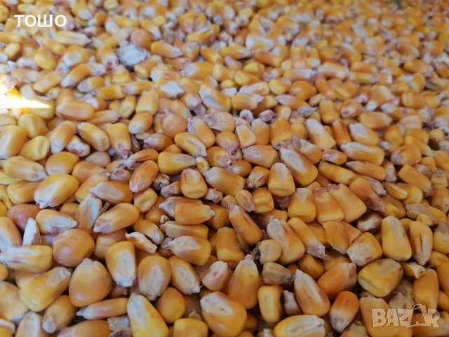 Бали люцерна, пшеничена слама и овес. царевица , снимка 5 - За селскостопански - 31564468