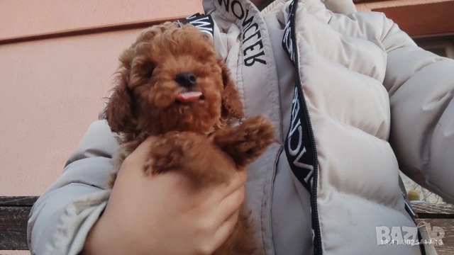 Пудел той , снимка 5 - Пудели - 54303992