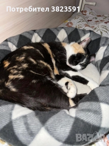 Търсим дом на женско котенце с направени ваксини, паспорт и изследвания, снимка 3 - Други - 52398990