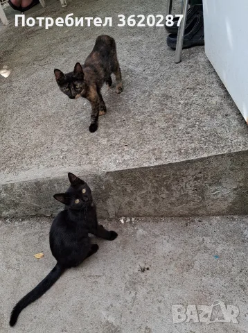 Две бездомни котета , снимка 13 - Други - 55446529