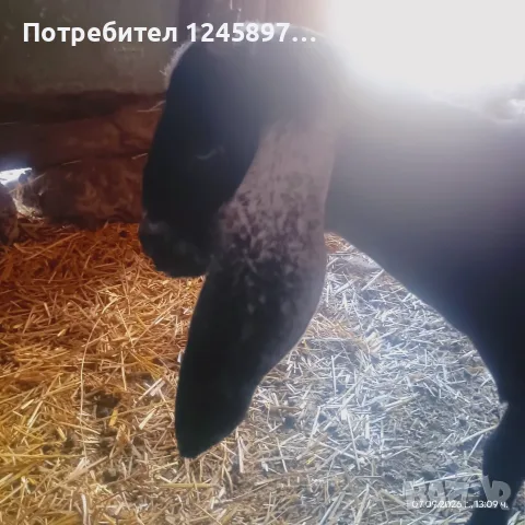 Англо-нубийски ярета мъжко и женско