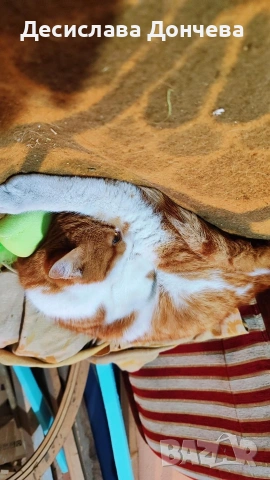 Коте Сами си търси дом, осинови го, снимка 8 - Други - 53033203