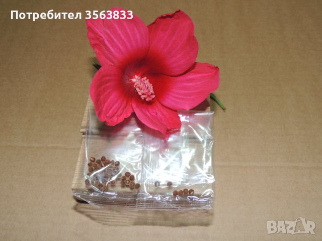 Китайска роза - семена, снимка 1 - Стайни растения - 42756278