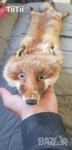 Шал от лисисица 