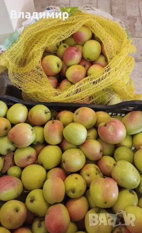 🍎 БИО ЯБЪЛКИ сорт „Камчийска Синапка“ – Директно от градината! 🍎