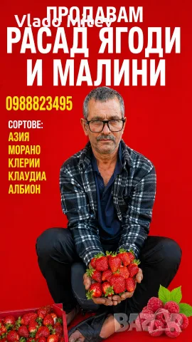 предлагам илитен расад ягоди, снимка 2 - Градински цветя и растения - 56331330