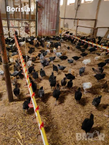 Супер Харко 1 месец Ивански, снимка 4 - Кокошки и пуйки - 49753789