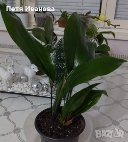 Семейно щастие 