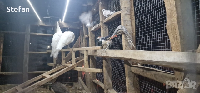 Фазани 3 чифта, снимка 2 - други­ - 52526958