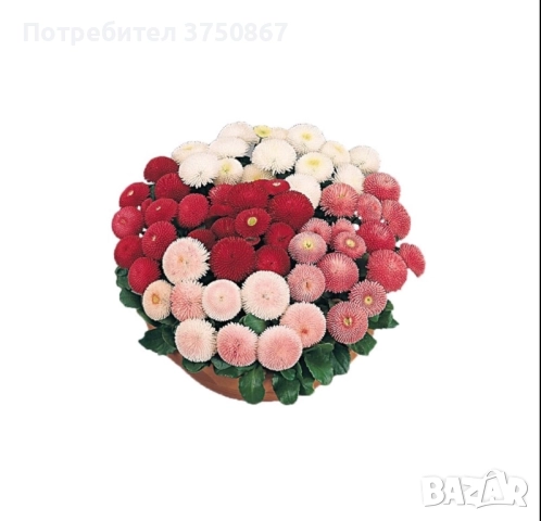 ❤️☀️❤️ Парички/Bellis/Tasso