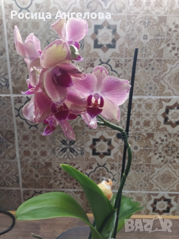 Орхидея pirate picotee, снимка 5 - Стайни растения - 52615200