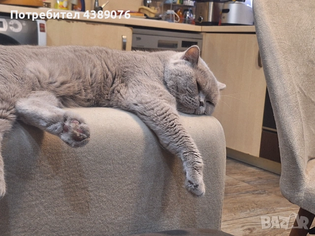 Чистокръвен лилав британец за разплод., снимка 8 - Британска късокосместа - 53074578