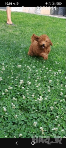 Той пудел , снимка 1