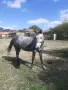 Продавам женски кон , снимка 1