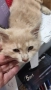 Подаряваме малко коте,на около месец, снимка 1