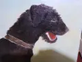 Моят любим шнауцер, снимка 7