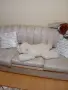 ПЛЮШЕНА ИГРАЧКА ГОЛЯМА МЕЧКА, снимка 10