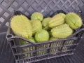 Чайот/ Мексиканска краставица , снимка 5