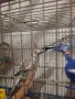 Продавам млади вълнисти папагали  и две млади корели, снимка 9