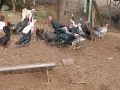 Млади мисирки на 6 месеца, снимка 2