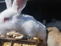 Продава зайци, снимка 3