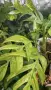 Epipremnum pinnatum Mint variegated , снимка 1