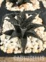 Хавортия хибрид, снимка 1 - Стайни растения - 37796044