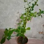 Еуфорбия/Христов венец Цвете, снимка 5