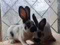 Продавам зайци на различна възраст , снимка 1