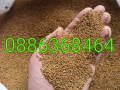 Продава люцерново семе, ( семе от люцерна), снимка 1