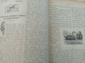 Списание Природа,1896г,печати, снимка 9