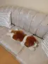 ПЛЮШЕНА ИГРАЧКА КУЧЕНЦЕ, снимка 12