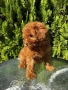 Той Пудел Момче / Toy Poodle Boy, снимка 4