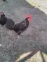  Петел Черен Легхорн Leghorn, снимка 5