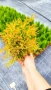 Западна туя Рейнголд (Thuja occidentalis Rheingold), студоустойчива, снимка 14